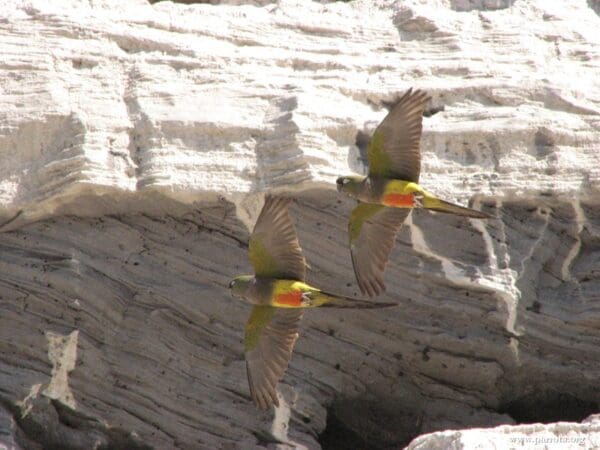 Wild Patagonian Conures take flight