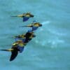 Wild Patagonian Conures take flight