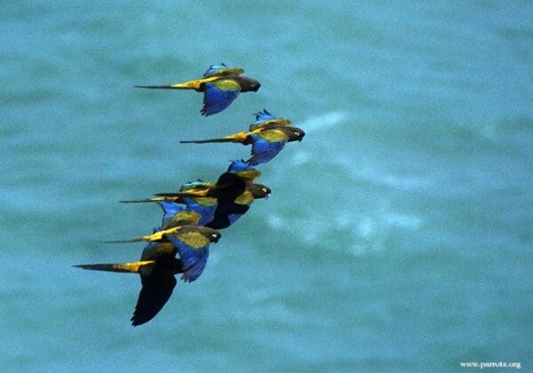 Wild Patagonian Conures take flight