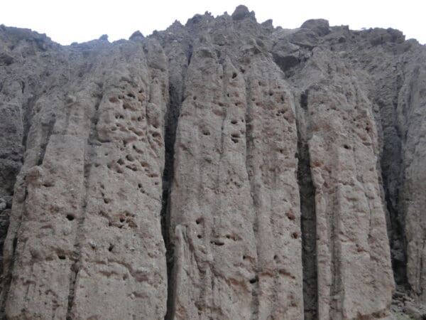 A wild Patagonian Conure nest colony in sheer cliffs