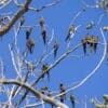 Wild Patagonian Conures perch in a large tree