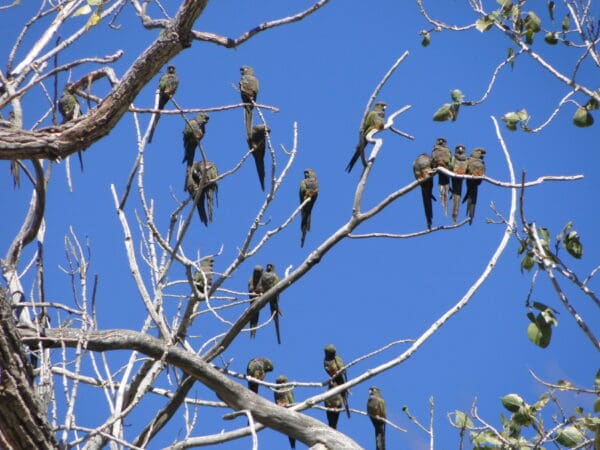 Wild Patagonian Conures perch in a large tree