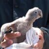 A researcher examines a Patagonian Conure chick