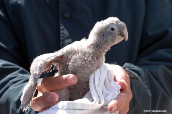 A researcher examines a Patagonian Conure chick