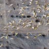 Wild Patagonian Conures take flight in a flock