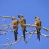 Wild Patagonian Conures perch in a tree