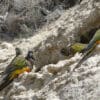 Wild Patagonian Conures cling to a cliff