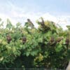 Wild Patagonian Conures perch at a vineyard