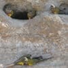 Wild Patagonian Conures perch at cliff burrows