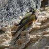 Wild Patagonian Conures perch at cliffs