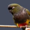 A companion Patagonian Conure perches on a branch