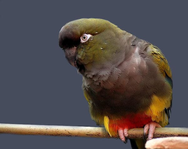 A companion Patagonian Conure perches on a branch