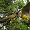 Wild Patagonian Conures interact in a tree