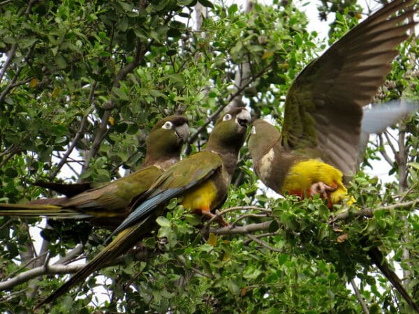 Wild Patagonian Conures interact in a tree