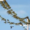 Wild Patagonian Conures perch on wires