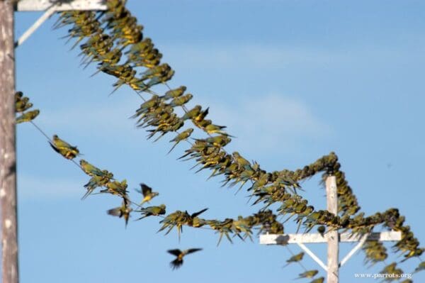 Wild Patagonian Conures perch on wires