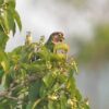 A wild Pearly Conure feeds in a tree