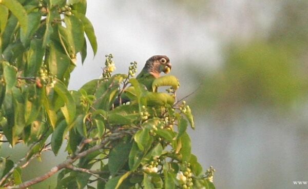 A wild Pearly Conure feeds in a tree