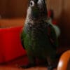 A companion Pearly Conure perches on a plastic stand