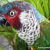 A closeup of a wild Perijá Conure