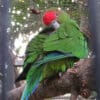 A male Pileated Parrot preens itself