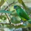 A wild female Pileated Parrot perches on a branch