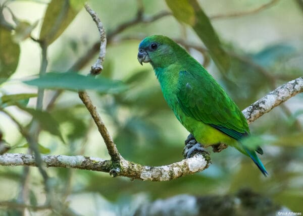 A wild female Pileated Parrot perches on a branch