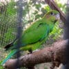 A female Pileated Parrot perches on a limb