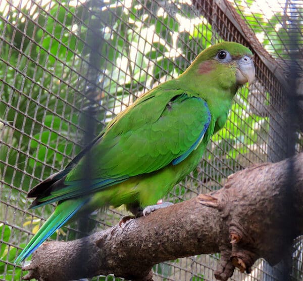 A female Pileated Parrot perches on a limb