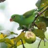 A wild Plain Parakeet feeds on fruit