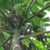 Wild Plain Parakeets feed in a leafy tree