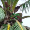 Wild Plain Parakeets feed on palm fruits