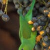 A wild Plain Parakeet feeds on fruits