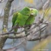 Wild Plain Parakeets preen each other