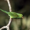 A wild Plain Parakeet perches on a branch