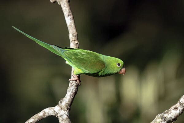 A wild Plain Parakeet perches on a branch