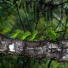 Wild Plain Parakeets perch on a tree trunk