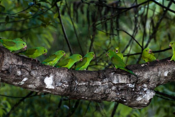 Wild Plain Parakeets perch on a tree trunk