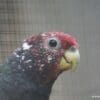 A profile of a Plum-crowned Parrot