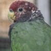 A closeup of a Plum-crowned Parrot