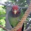 A companion Plum-crowned Parrot perches on a rope