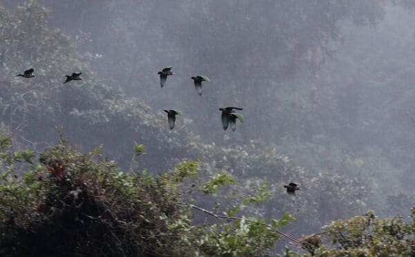 Wild Plum-crowned Parrots fly above the forest