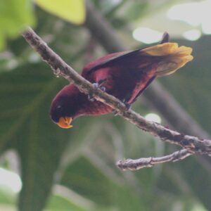 A wild Pohnpei Lorikeet perches on a branch