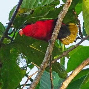 A wild Purple-bellied Lory perches in a tree