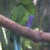 A companion male Purple-bellied Parrot perches on a branch