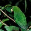 A wild Purple-bellied Parrot perches on a twig