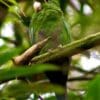 A wild Purple-bellied Parrot perches in a tree