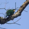 A wild Purple-bellied Parrot perches in a tree