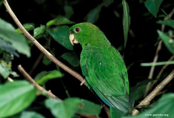 A wild Purple-bellied Parrot perches on a twig