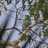 A wild Purple-bellied Parrot perches in a tree